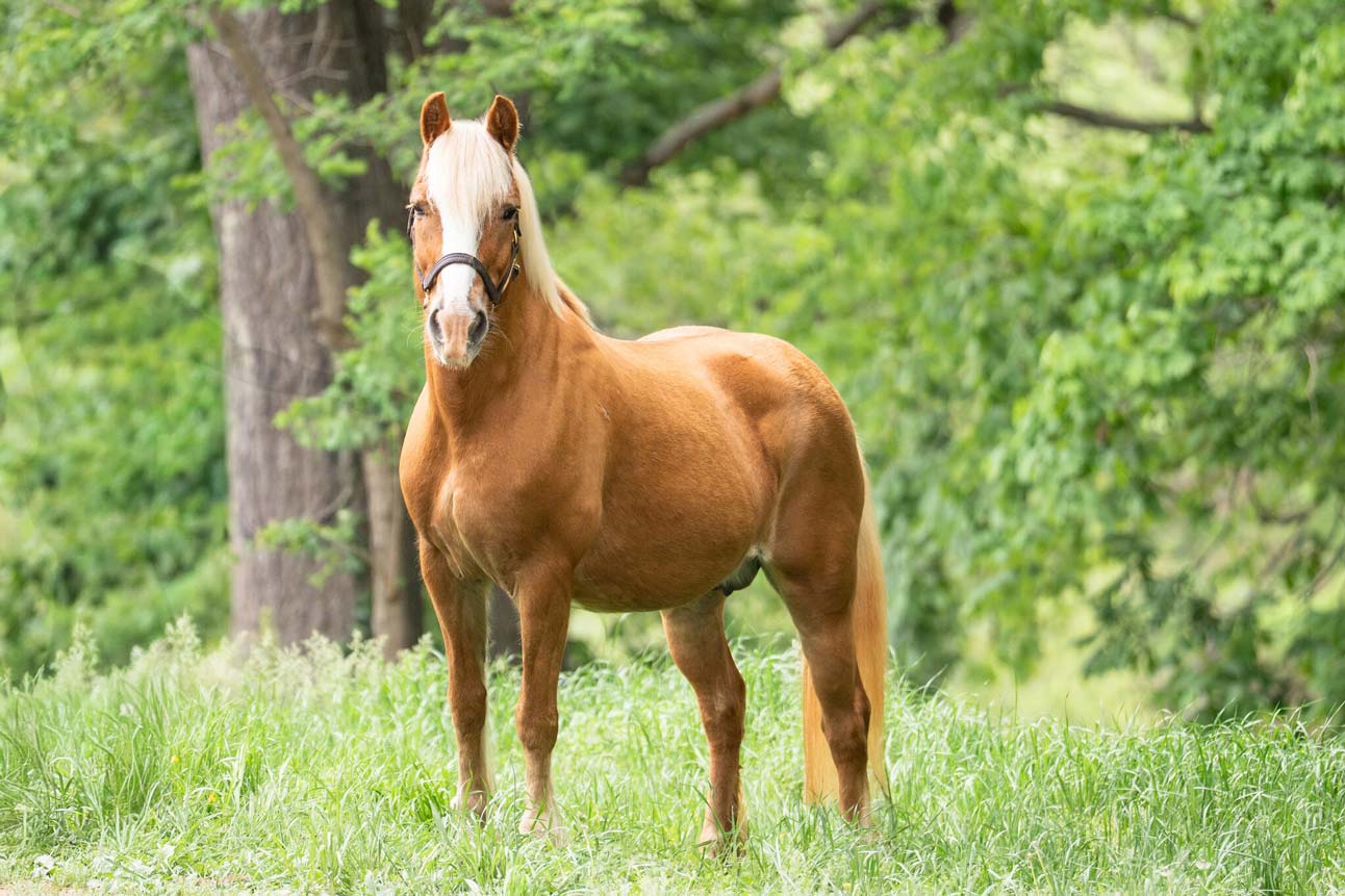 Second Chance, a 15-year-old horse seeking adoption