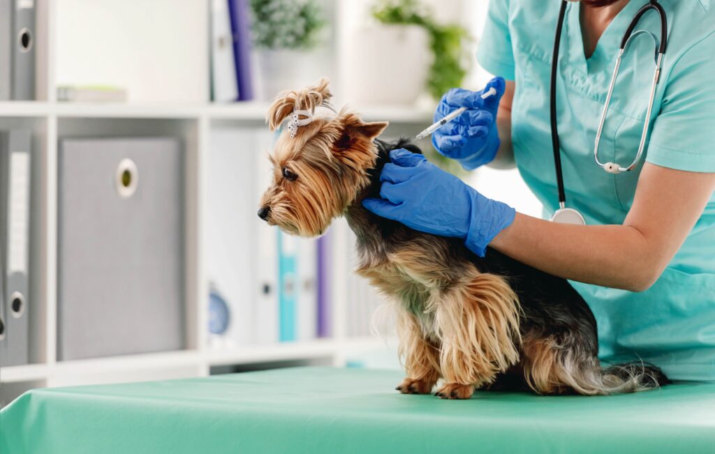 Yorkshire Terrier receiving a dog vaccine at the vet.