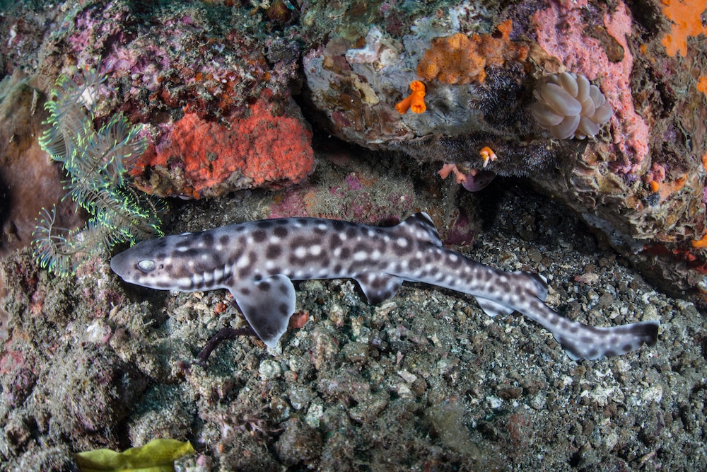 Coral catshark