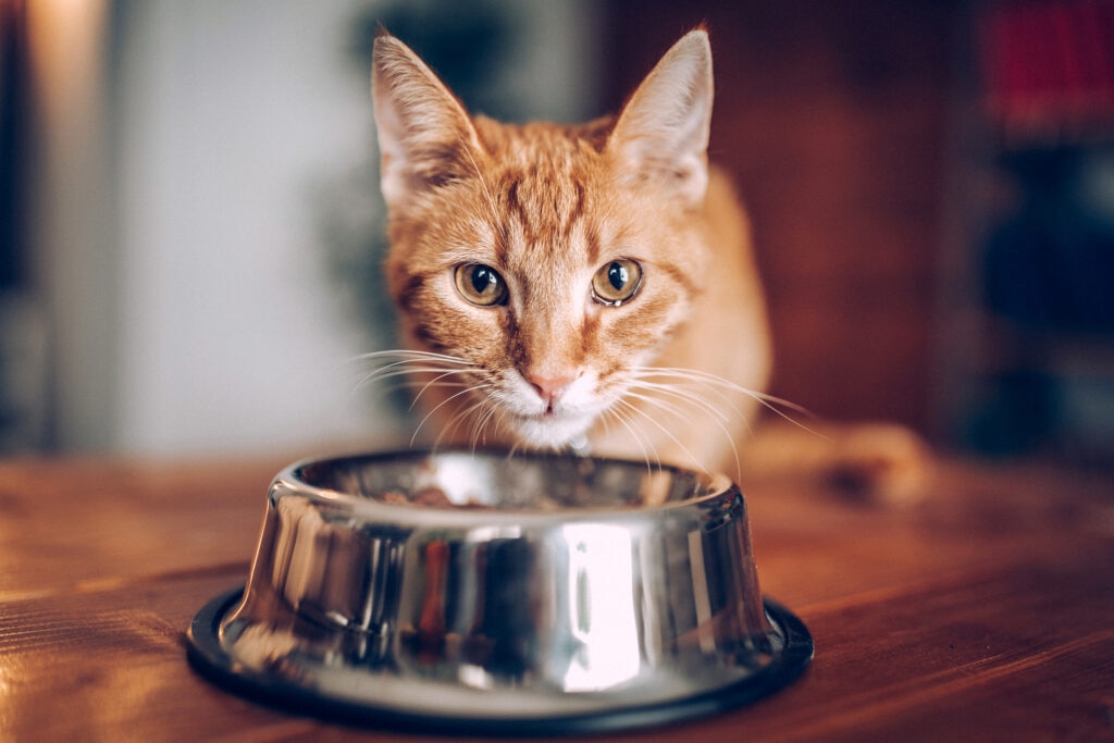 Most cats receive plenty of zinc from a healthy and balanced diet.