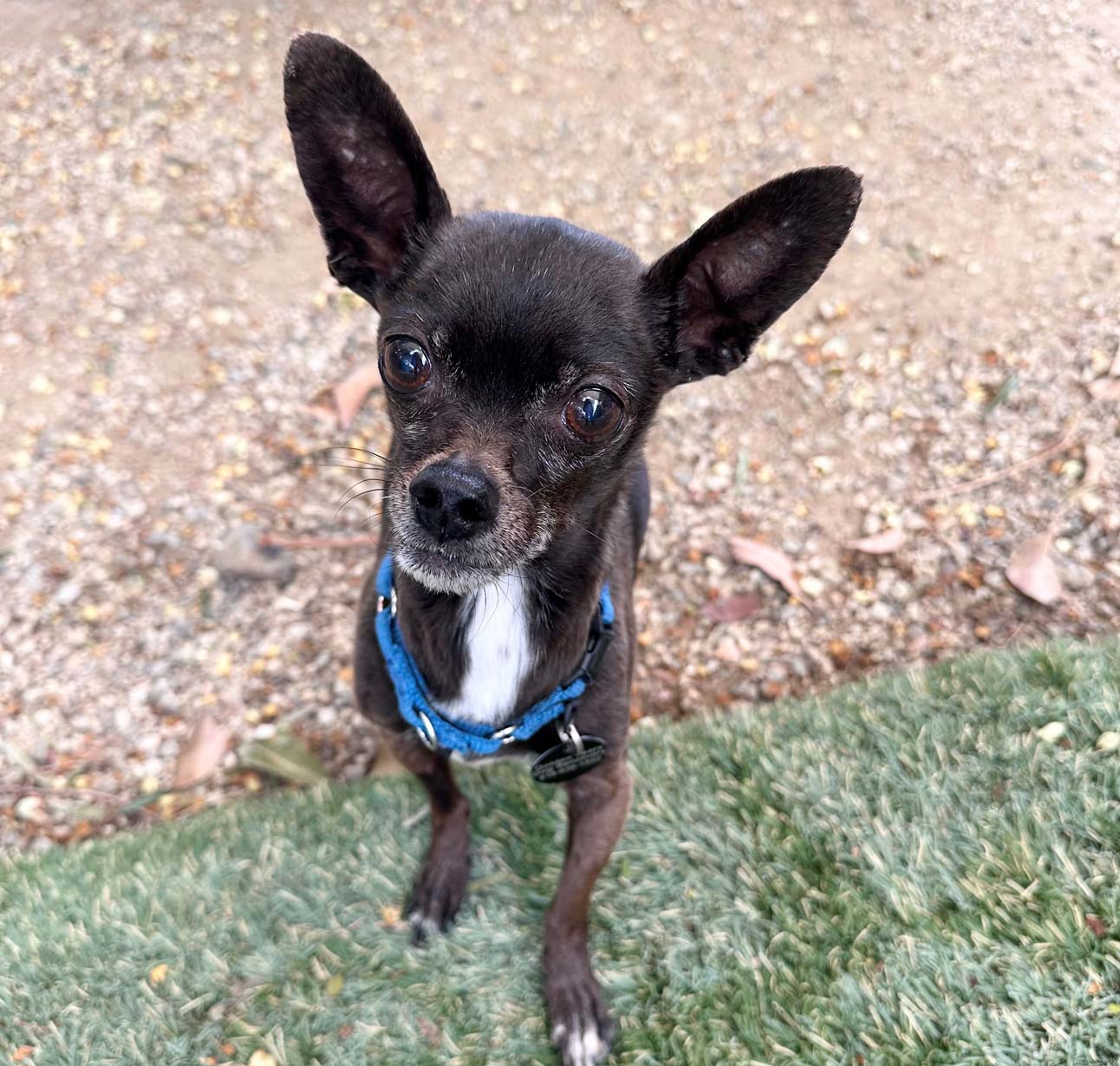 Chachki, a 15-year-old dog seeking adoption