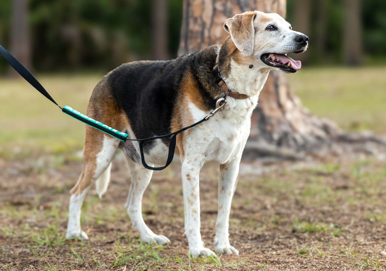 Buzz, a 15-year-old dog seeking adoption
