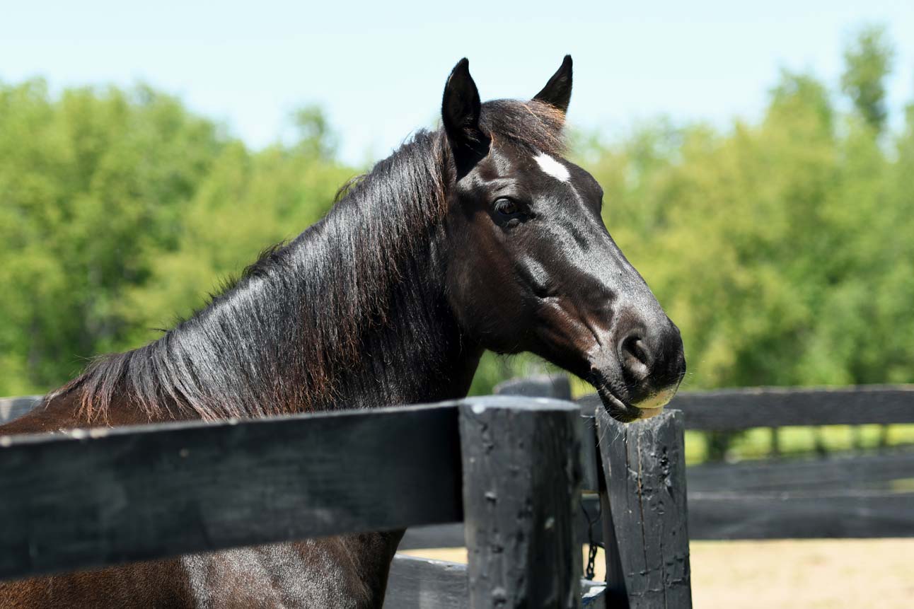 Carl, a 15-year-old horse seeking adoption