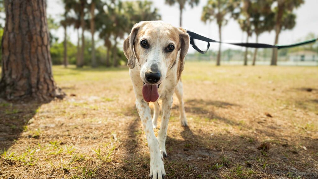 Buzz, a 15-year-old dog, is one of the adoptable senior pets Chewy is supporting to celebrate its 15th anniversary.