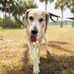 A Second Chance, On Chewy: Adoption Fees Covered for Senior Pets