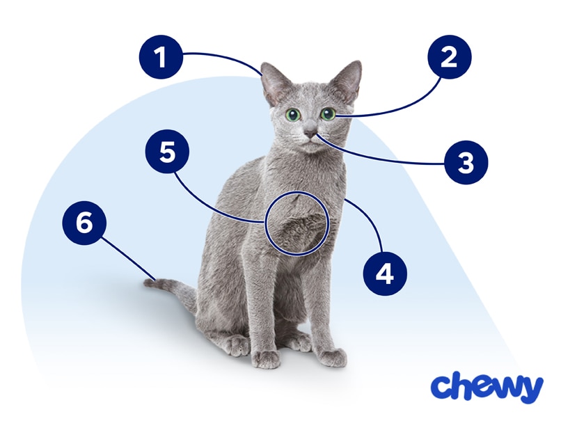 Photo of a Russian Blue