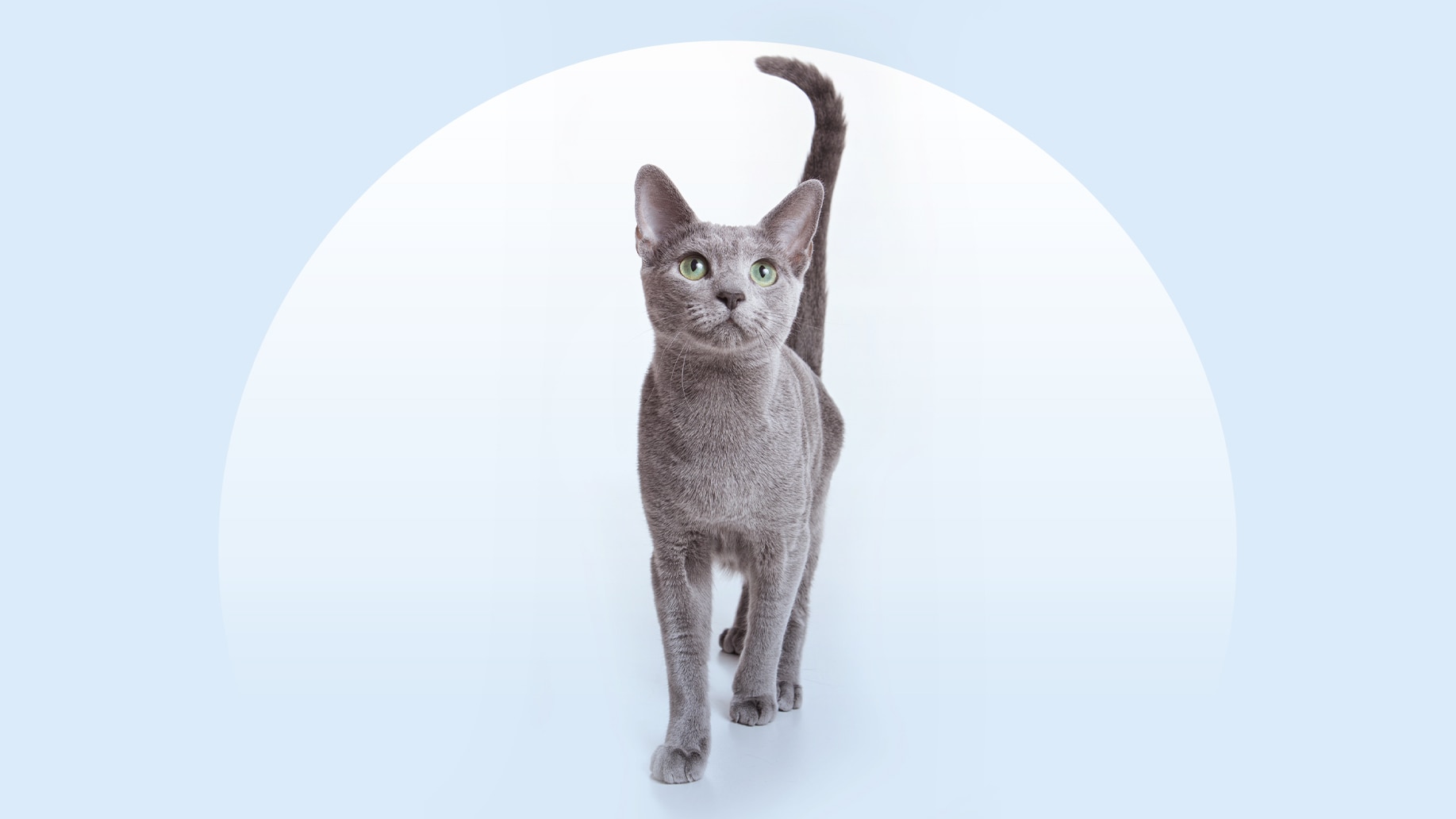 A Russian Blue cat