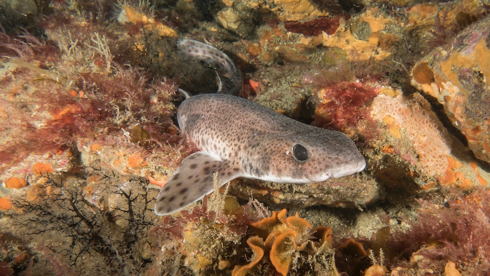 cat shark