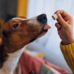 Black Seed Oil for Dogs: What You Need to Know