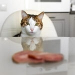 Can Cats Eat Bacon?