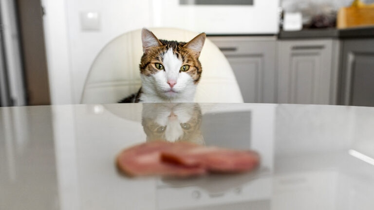 Cat staring at bacon.