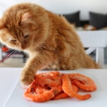 Can Cats Eat Shrimp?