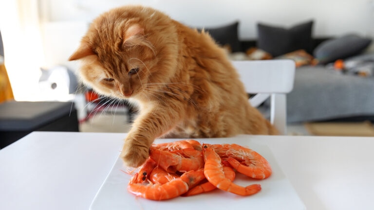 cat eating shrimp