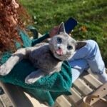 A woman in a park holding a Russian Blue cat on a leash