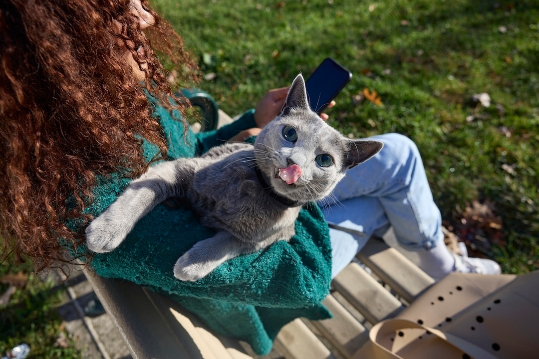 Russian Blue cat being held at a park