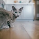A Russian Blue cat crouching on a kitchen floor