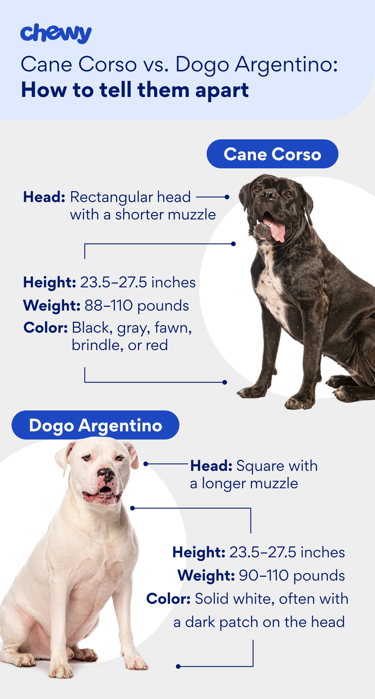 Infographic comparing Cane Corso and Dogo Argentino breeds