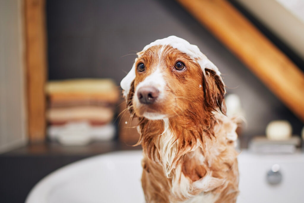 how to get rid of fleas on dogs; a dog is bathed by his pet parent, an effective way to get rid of fleas on dogs.