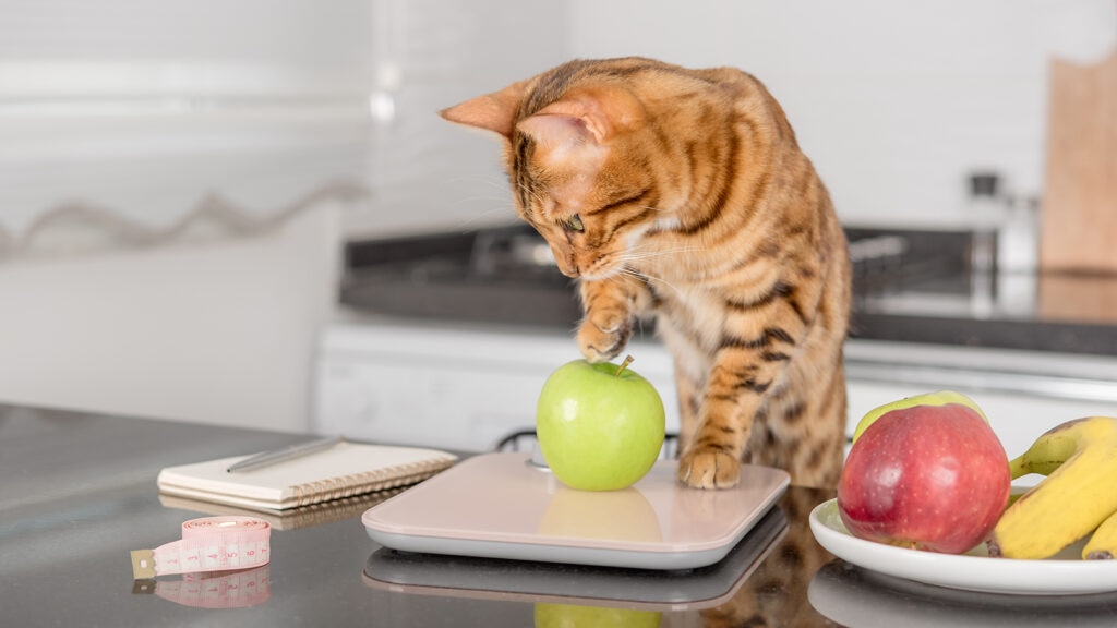 can cats eat apples, cat trying to eat an apple