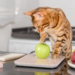 Can Cats Eat Apples?