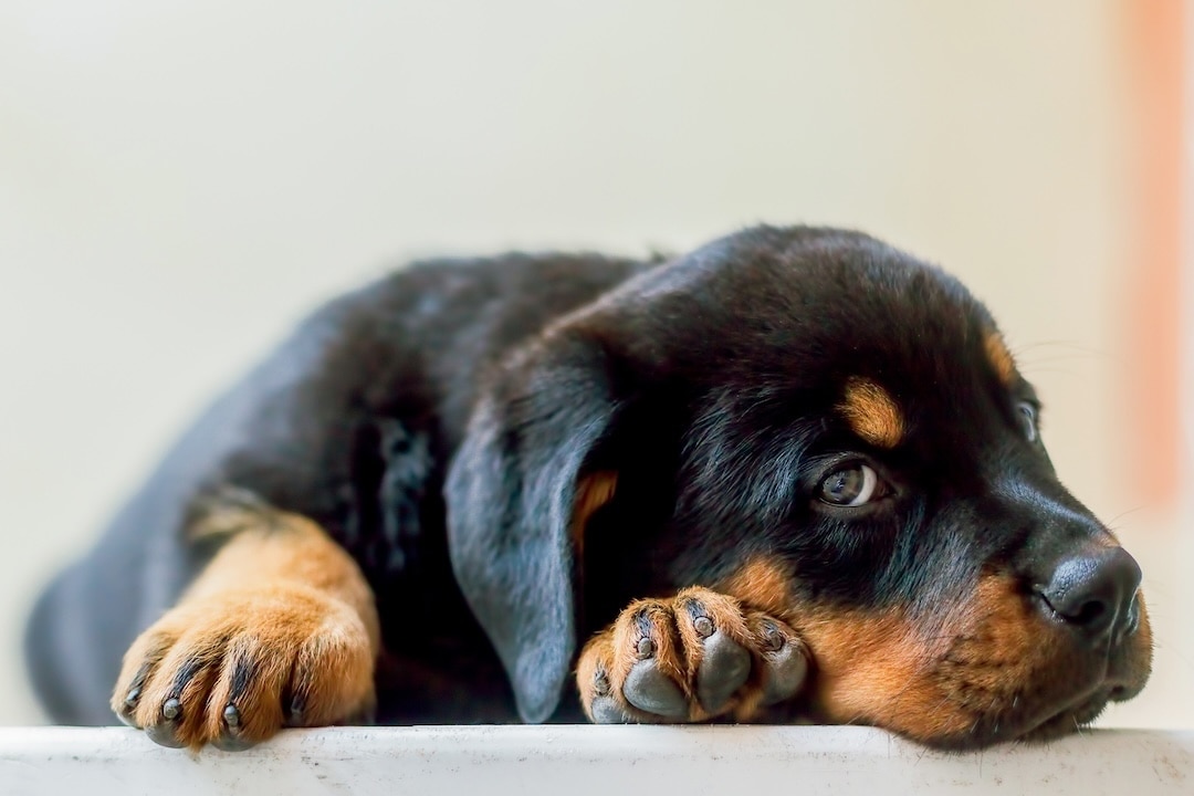 A Rottweiler puppy resting on his paws