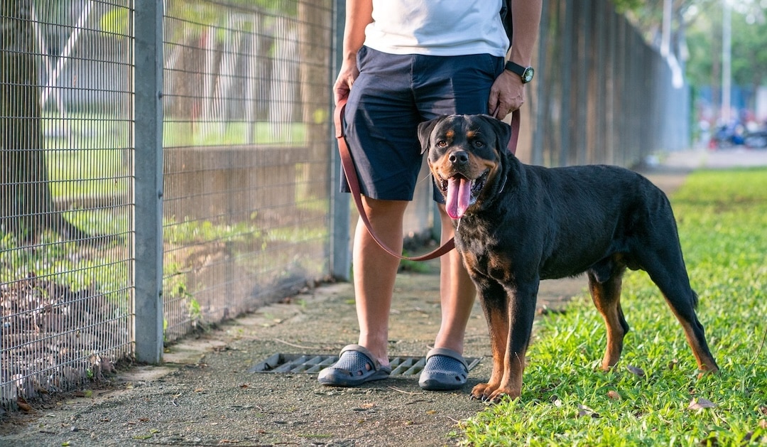 A Rottweiler standing next to a pet parent in the park