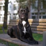 Rottweiler vs. Cane Corso: Which Breed Is Right for You?