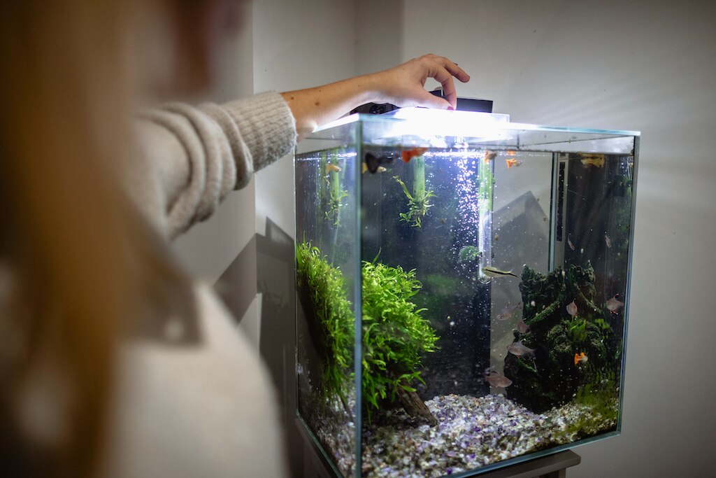 fishkeeper taking care of fish