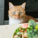 Can Cats Eat Broccoli?