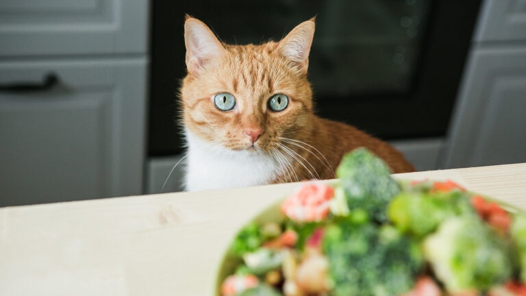 cat eyeing broccoli