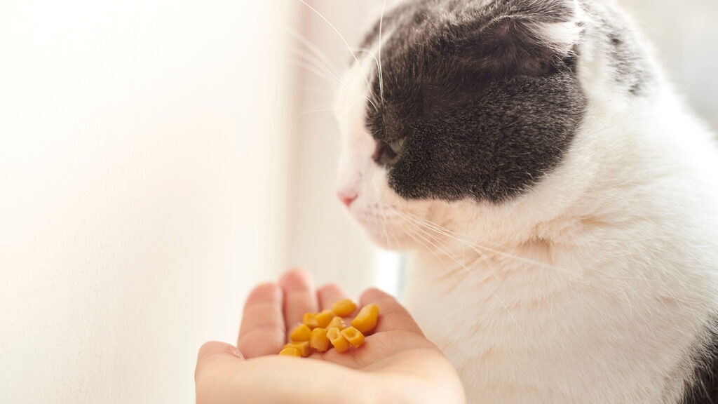 can cats eat corn