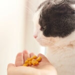 Can Cats Eat Corn?