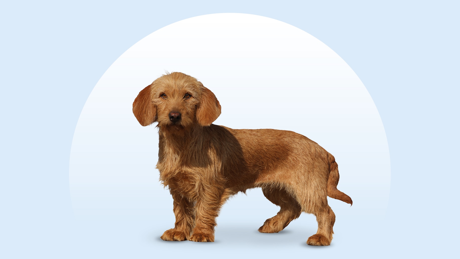 A Basset Fauve de Bretagne standing on an isolated blue background