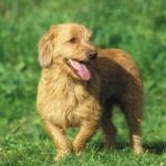 A Basset Fauve de Bretagne dog standing in a grassy field