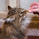 Olive Leaf Extract for Cats: What You Need to Know