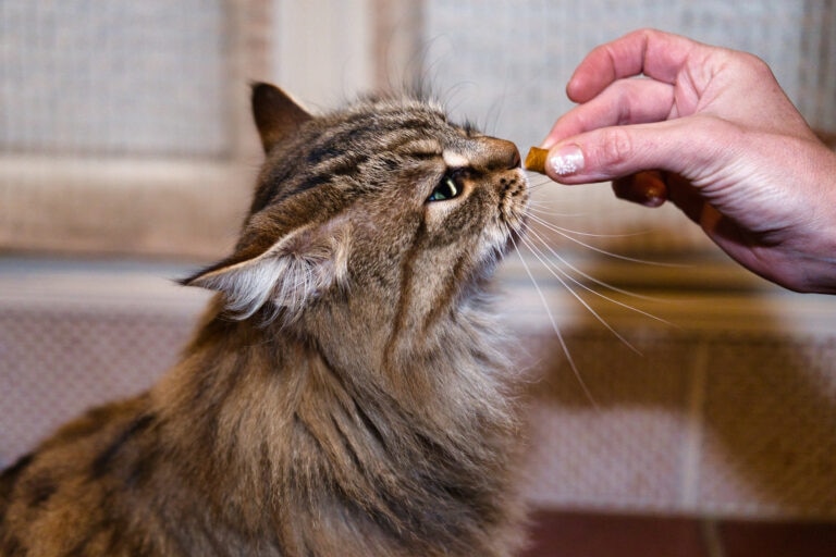 Olive leaf extract is best given to cats with a vet’s recommendation.
