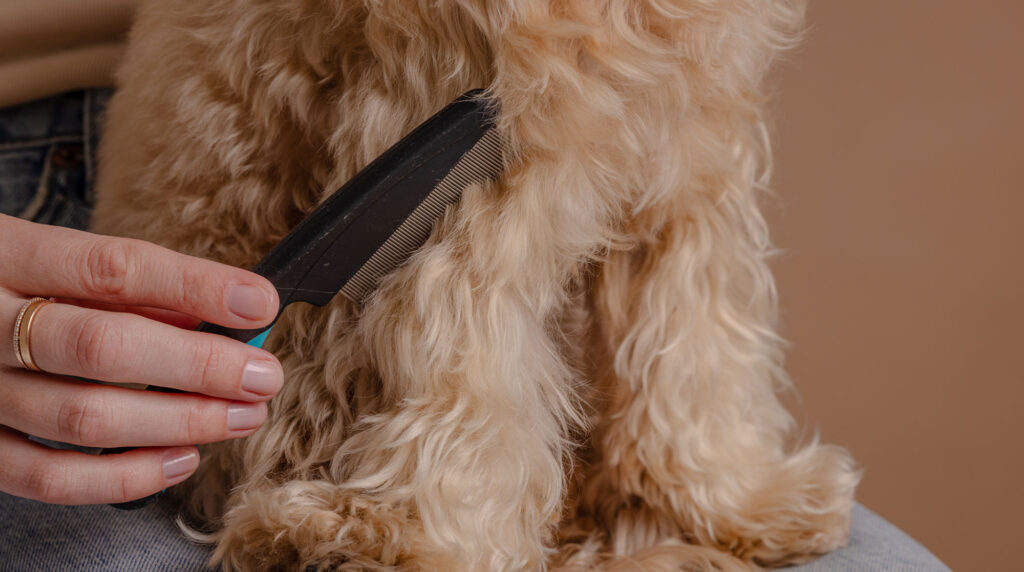 flea dirt; a dog is combed with a flea comb, which can help expose flea dirt.