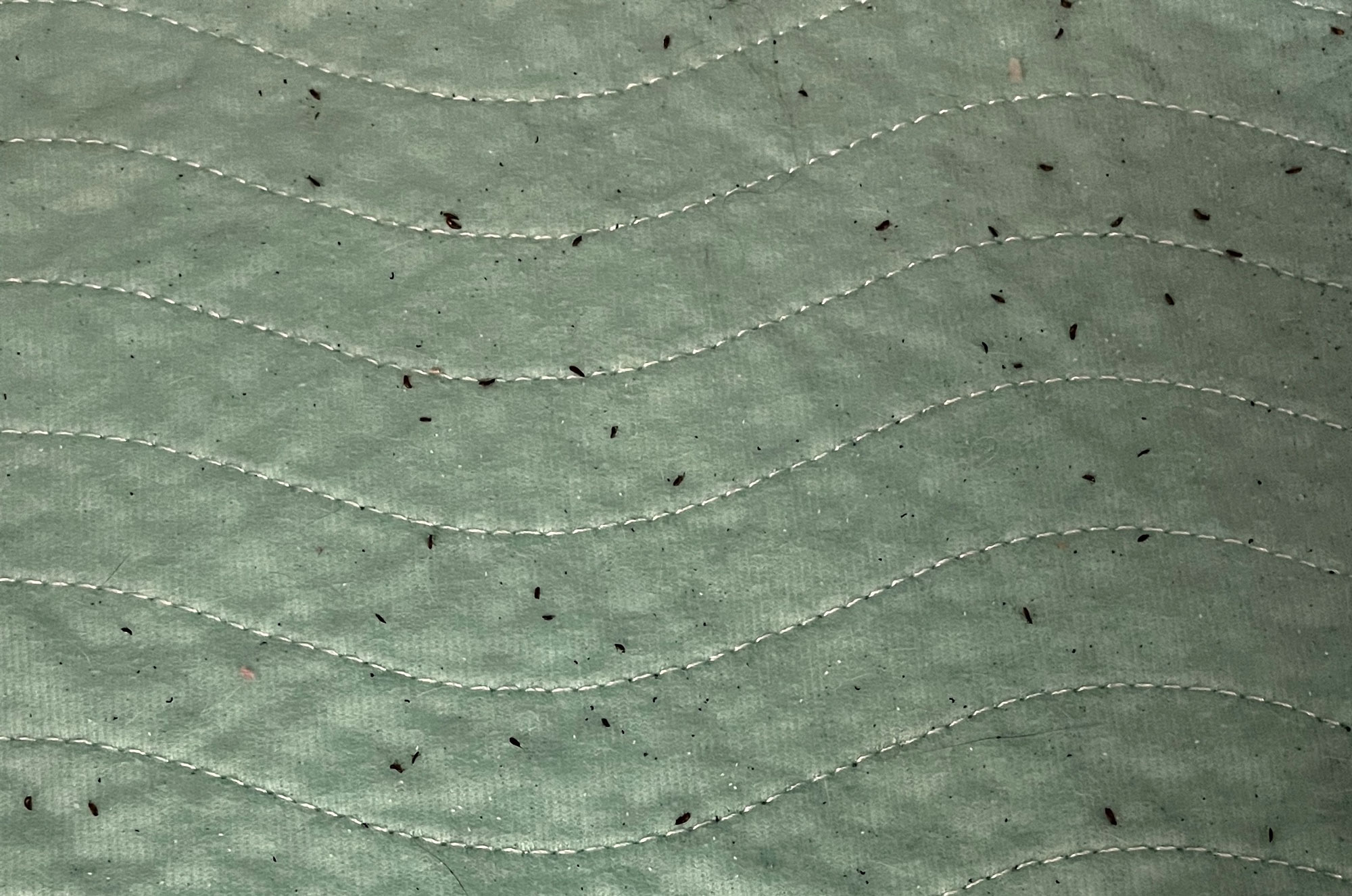 Dead fleas and flea dirt from a cat 