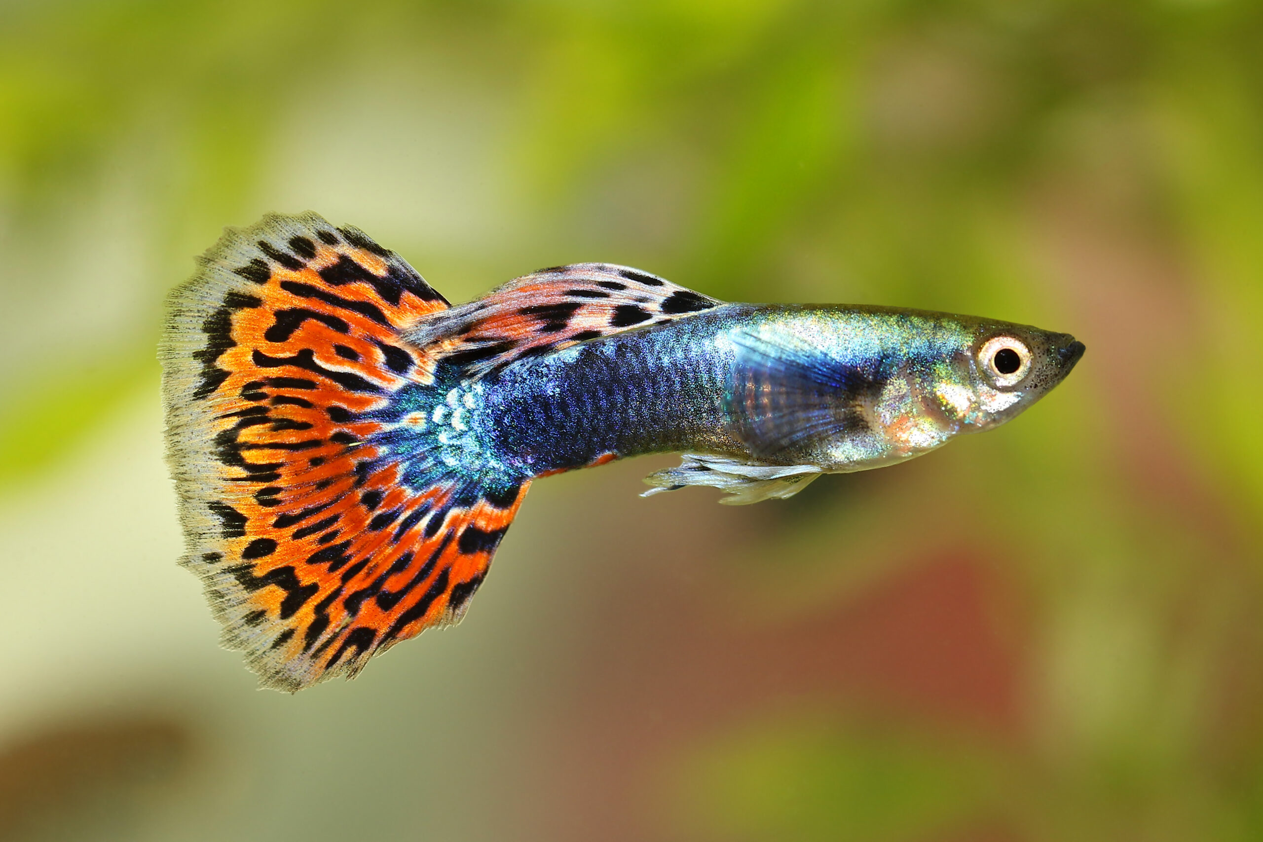 guppy