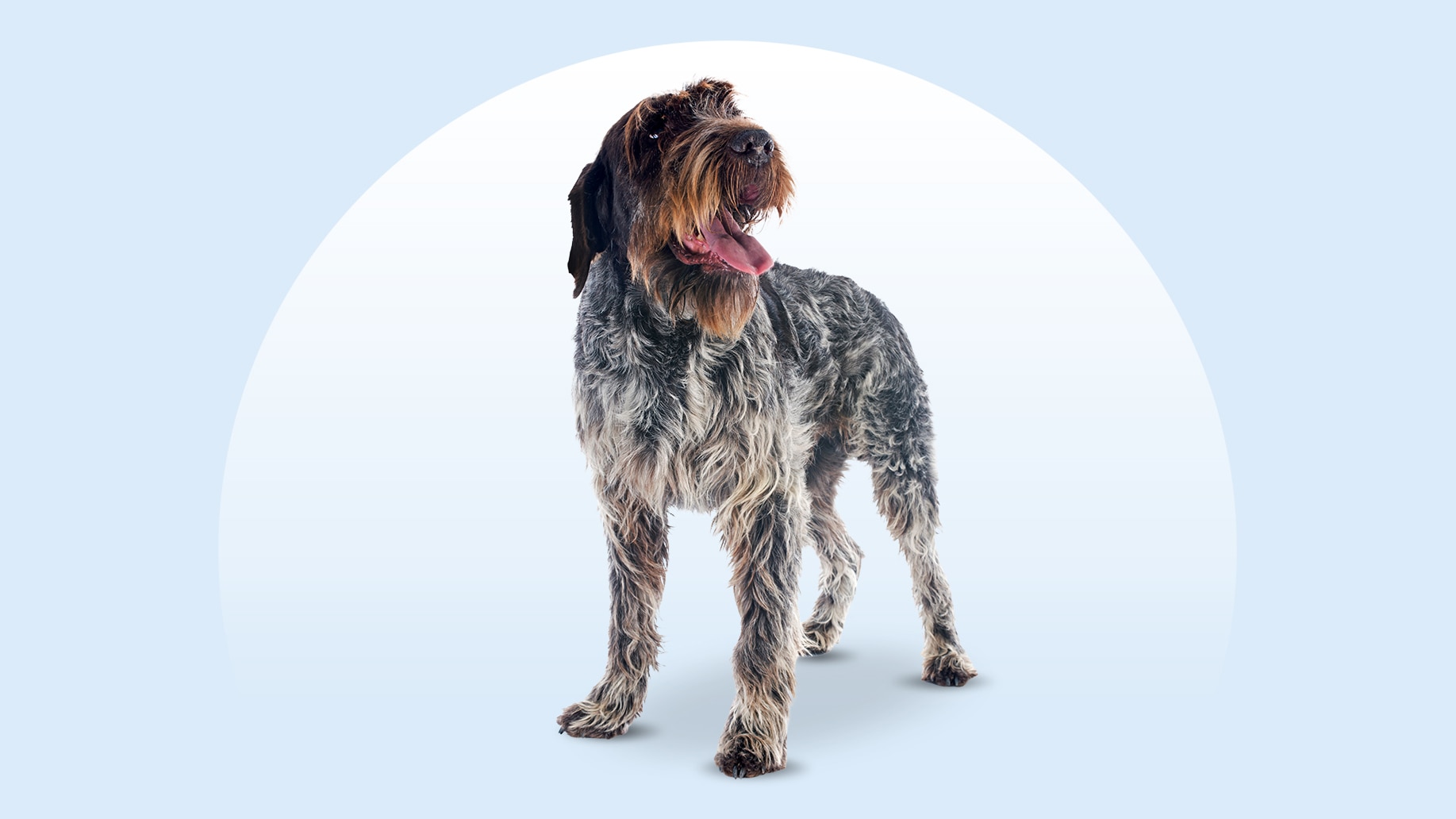 A Wirehaired Pointing Griffon standing on an isolated blue background