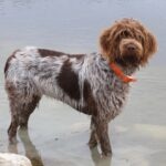 Wirehaired pointing griffon standing in the water