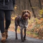 A leashed Wirehaired Pointing Griffon walking on a trail