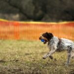 A Wirehaired Pointing Griffon fetching a blue ball.