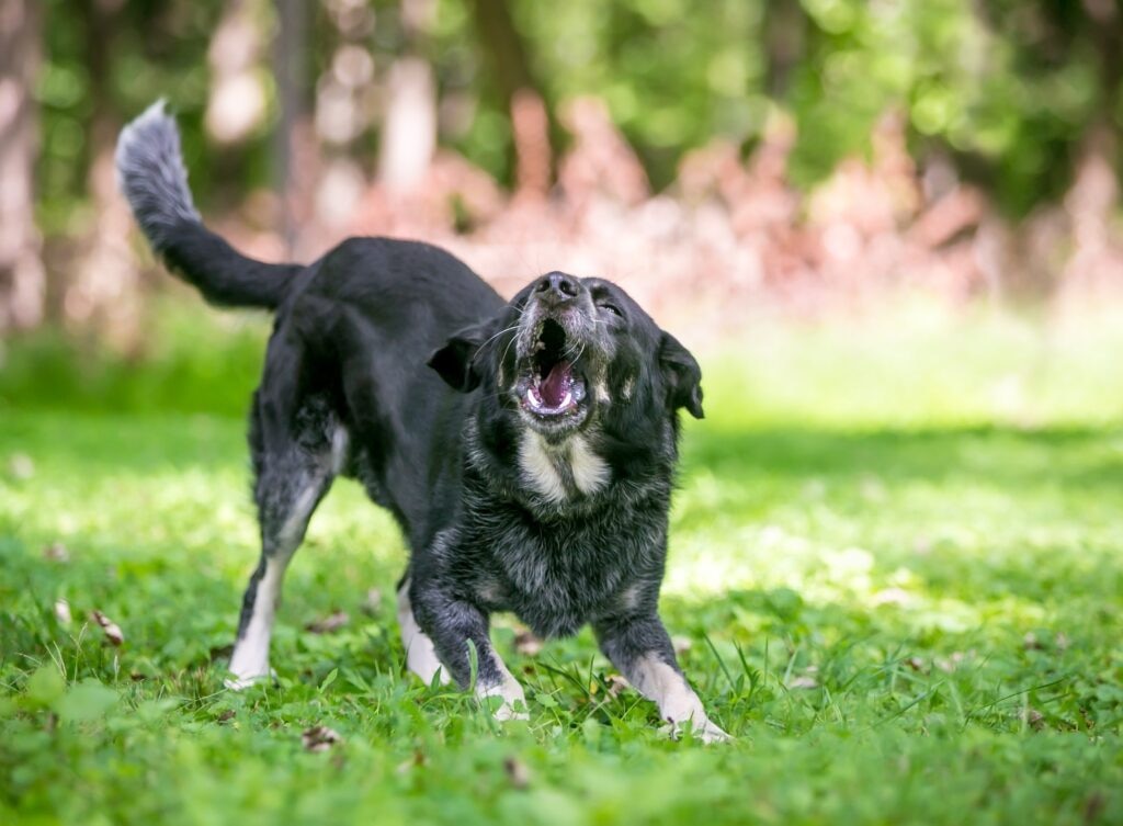 black and white dog barking in grass