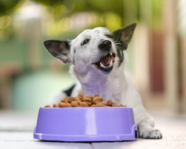 Antioxidents in dogs