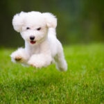 Chondroitin for Dogs: What You Need to Know