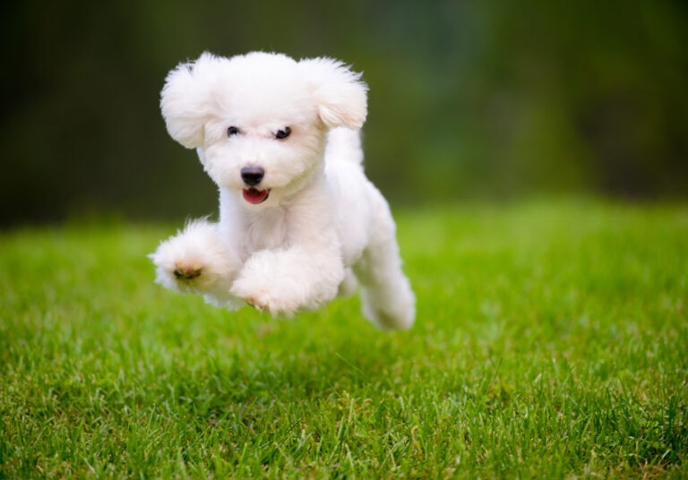 Chondroitin is sometimes recommended for dogs with osteoarthritis or joint conditions.