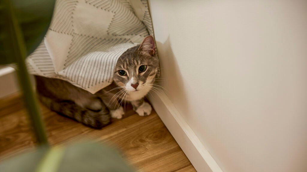 Cat hiding