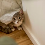 How To Help Keep Cats Calm and Safe During Fireworks