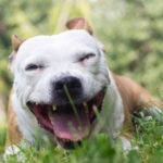 Echinacea for Dogs: Is It Worth Trying?